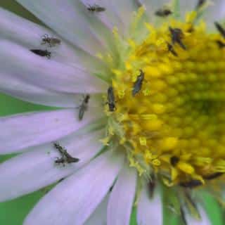Thrips damaging a flower