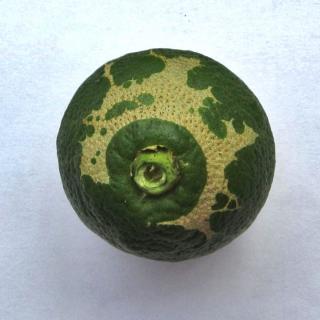Thrips damage on fruit
