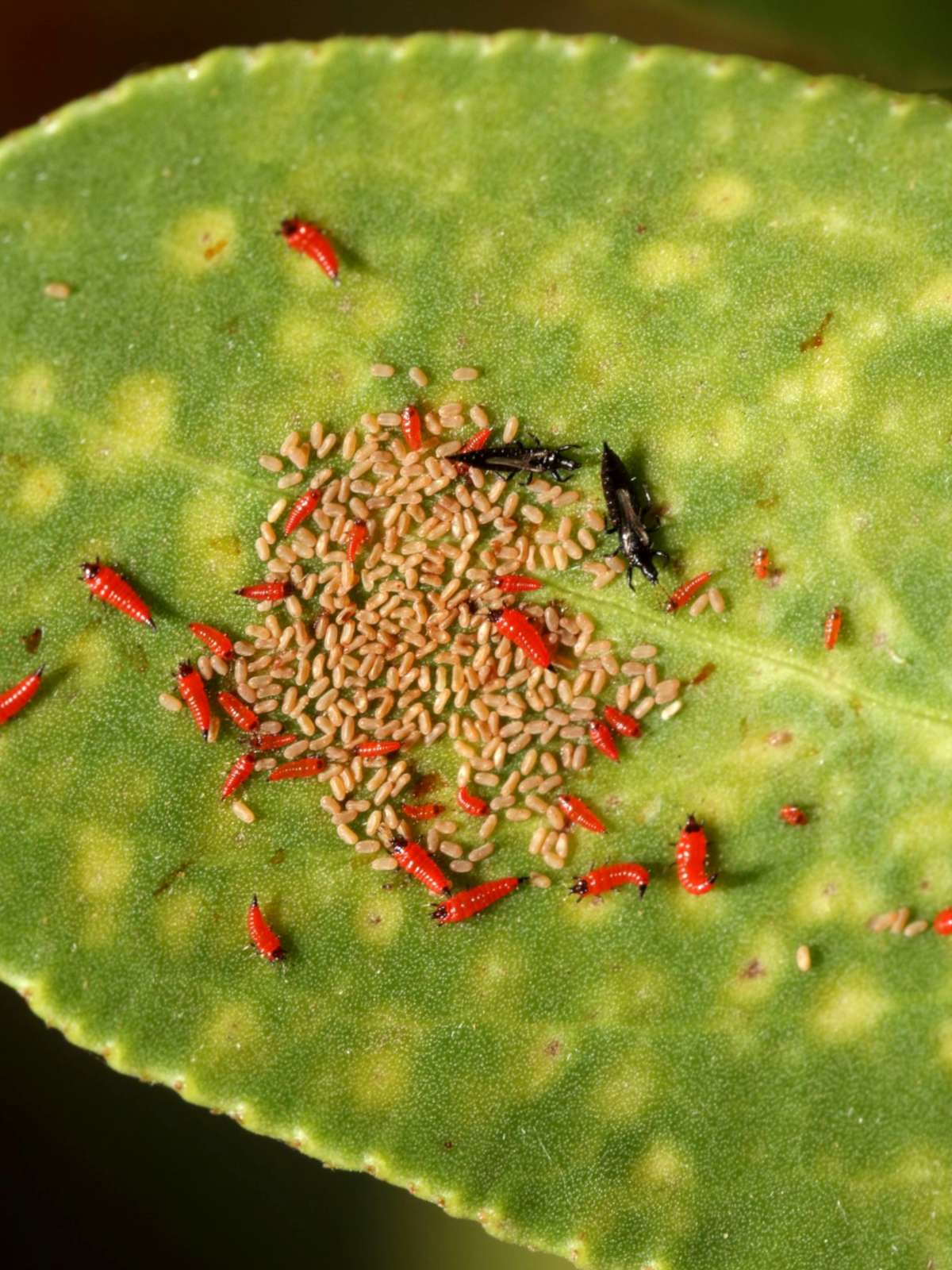 Thrips eggs clustered on a leaf with adults and nymphs nearby.