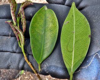 thrips leaf curl