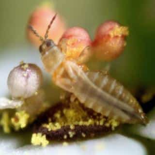Adult eating pollen on a flower