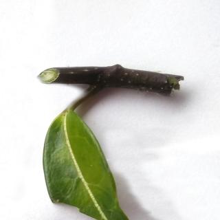 Thrips egg wounds