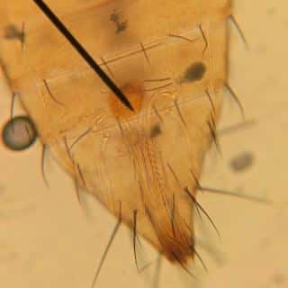Ovipositor on a Terebrantia thrips.