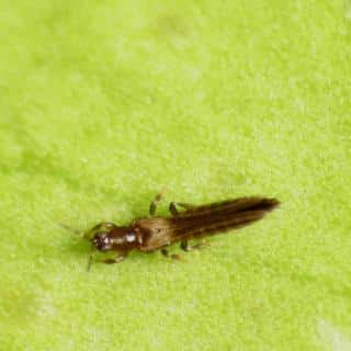 Terebrantia thrips on a citrus leaf.