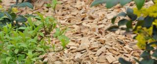 Wood chip mulch with plumbago and mahonia