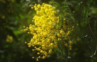 Acacia dealbata care