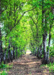 Acacia tree alley