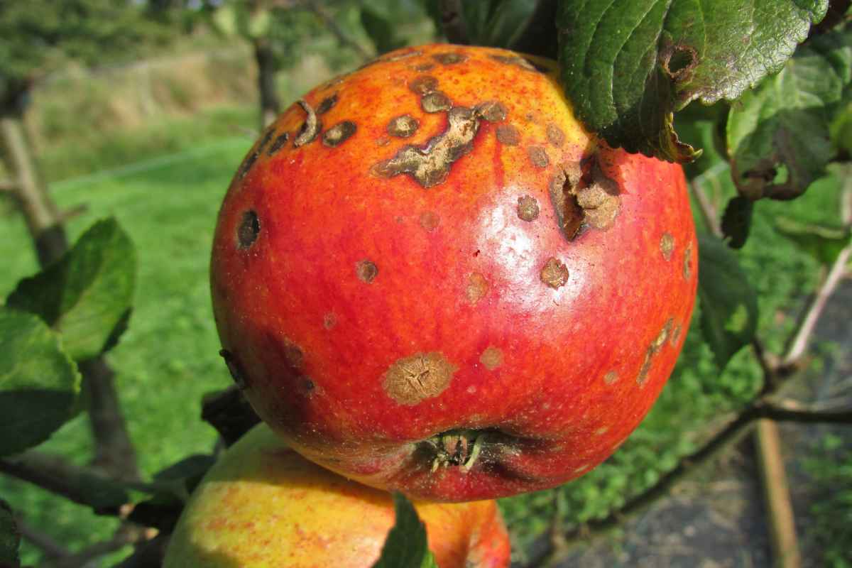 Scab on an apple