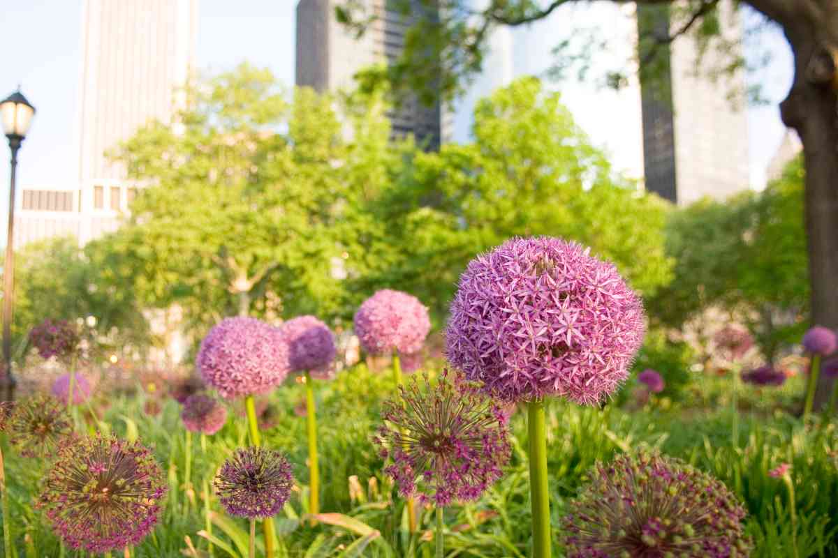 Allium flowers in a garden after the summer break