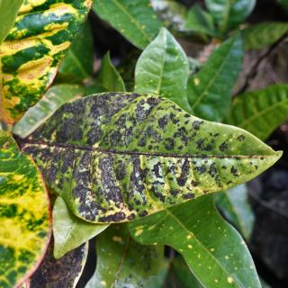 Spots of black on leaves