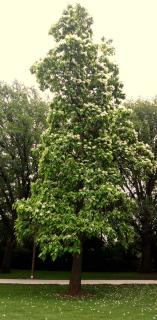 Catalpa pruning