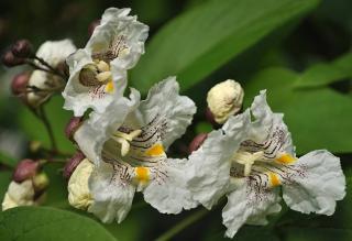 Catalpa flowers