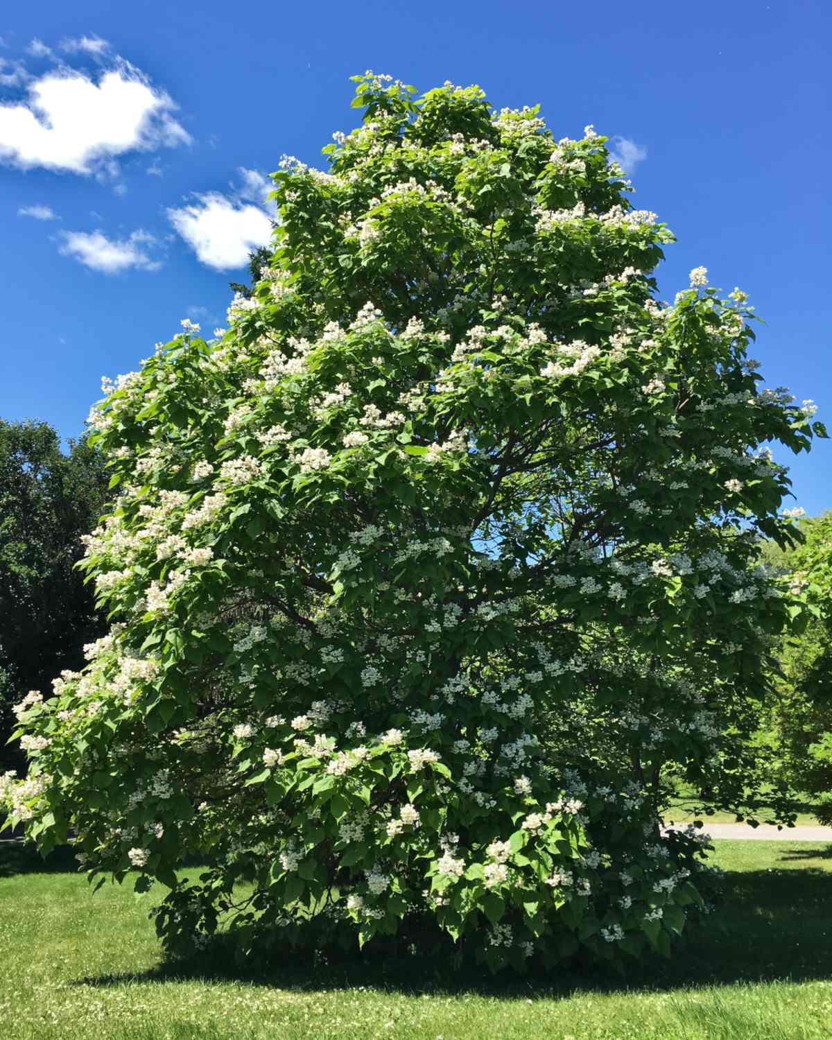 catalpa, a shade tree with amazing orchid-like blooms