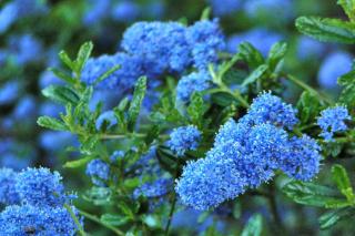 Ceanothus blue