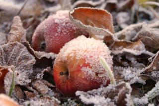 Fruit tree care for December