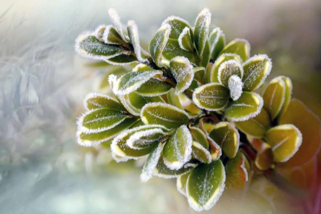 Garden tasks for december
