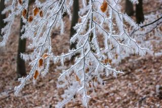 Pruning in December, possible for some species