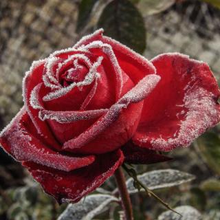 December rose with frost on it