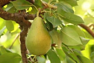 Planting a pear tree grants great fruits