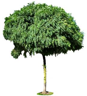 Delineated mophead acacia tree