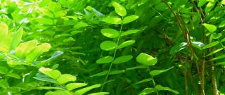 Dense leafage of the mophead tree