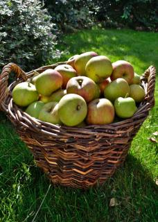 A bushel of apples