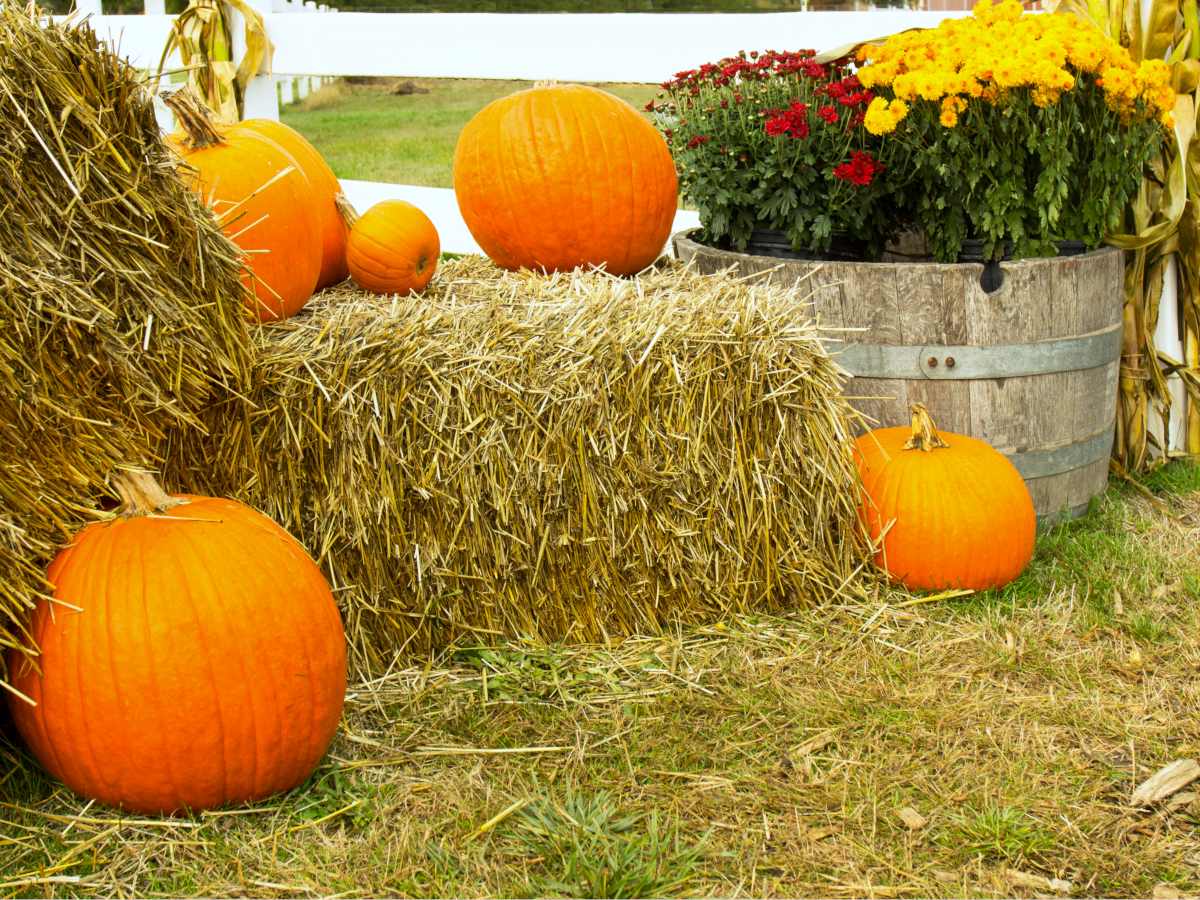 Bales of hay for mulch with pumpkin harvests