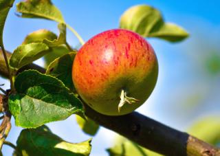 Apple tree with an apple, great fruit tree for planting