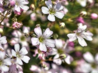 Fruit trees are worth planting for their blossoms, too