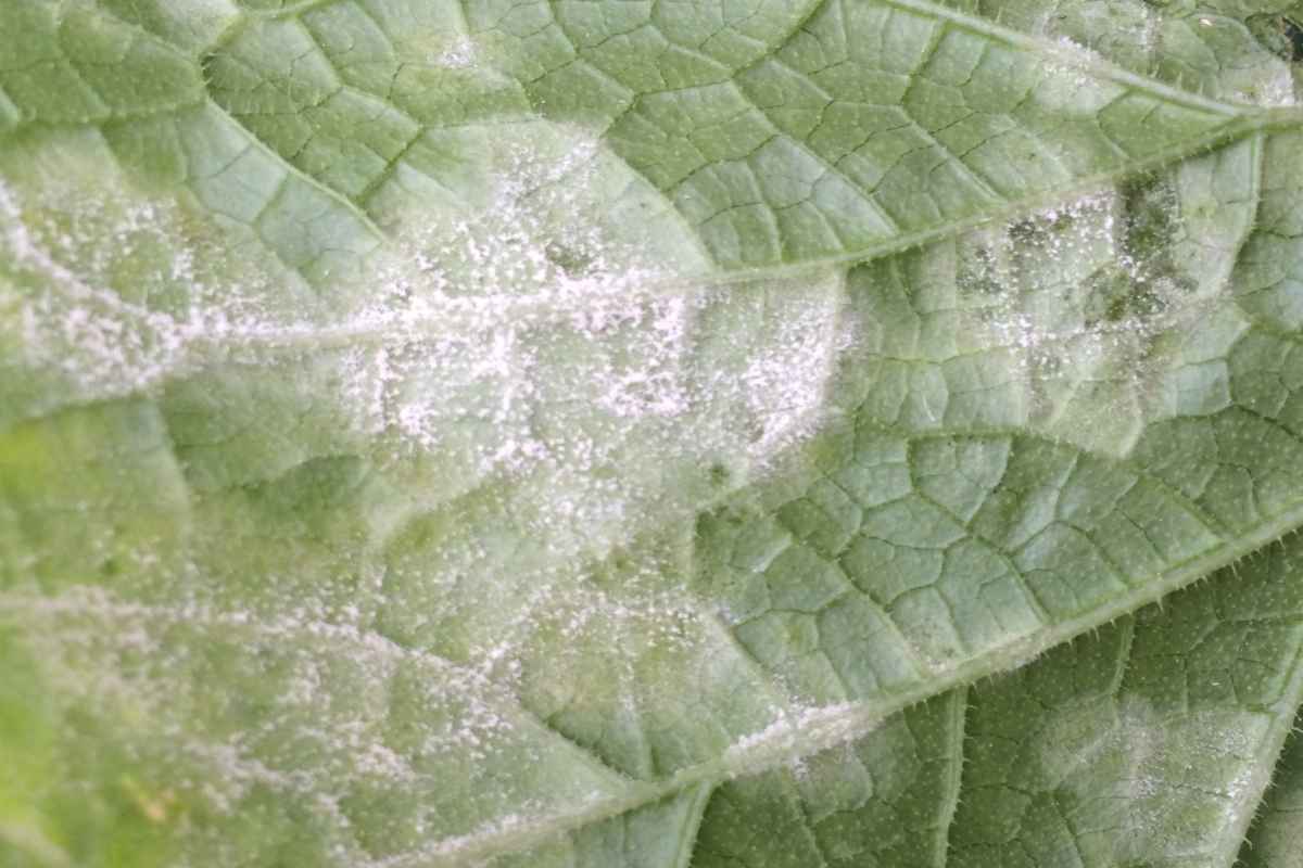 Powdery mildew symptoms and treatments