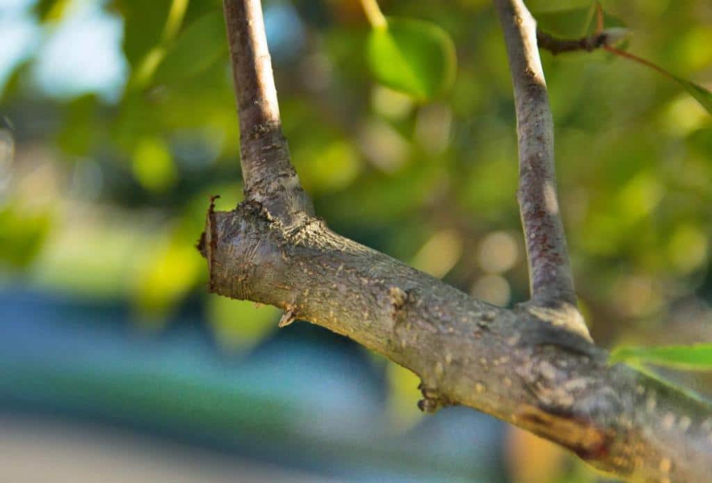 Pruning pip fruit trees in winter - apple trees, pear trees, quince