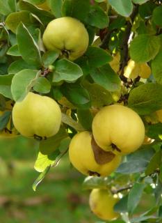 Quince tree with fruit on the branch