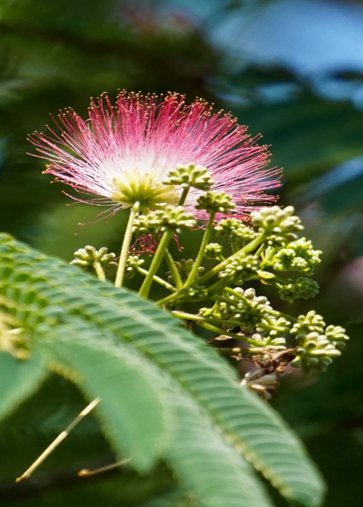 Silk tree flower with pink rim and white center