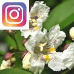 Picture related to Catalpa overlaid with the Instagram logo.