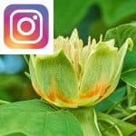 Picture related to Tulip tree overlaid with the Instagram logo.