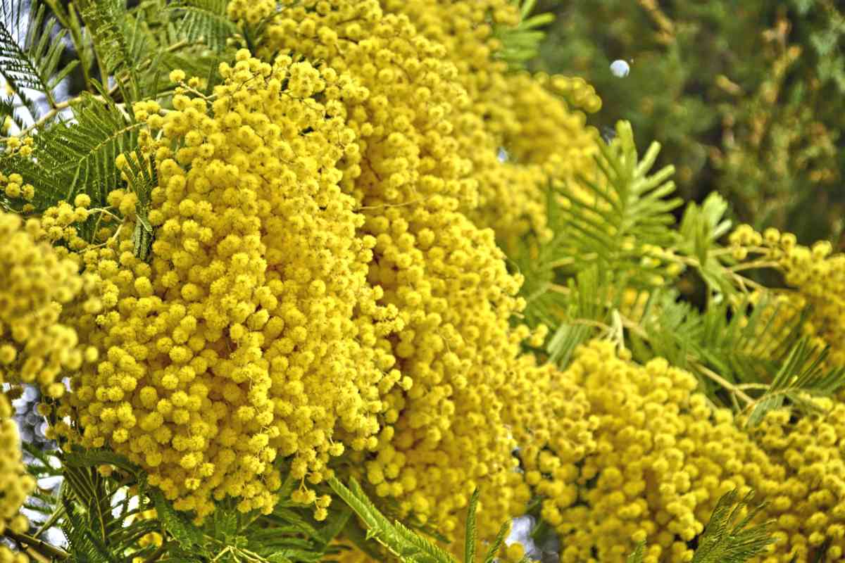 Picture related to Winter mimosa overlaid with the Instagram logo.
