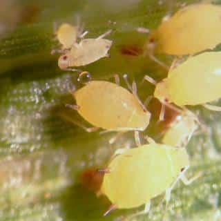 Sooty mold is a mold that feeds off honeydew, which aphids excrete