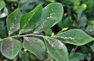 Scale and sooty mold on a mock-orange leaf