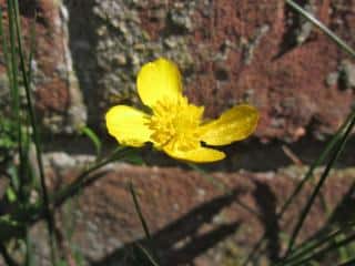 Tetterwort birck wall