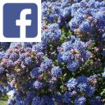 Picture related to Blue soap bush overlaid with the Facebook logo.