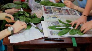 Leaves selected and set to dry in newspaper pages.
