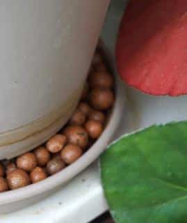 Increase indoor air moisture with clay balls or pebbles.