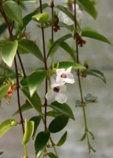 Codonanthe suspension with white flowers