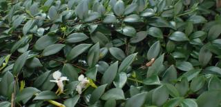 Codonanthe sprawling as ground cover.