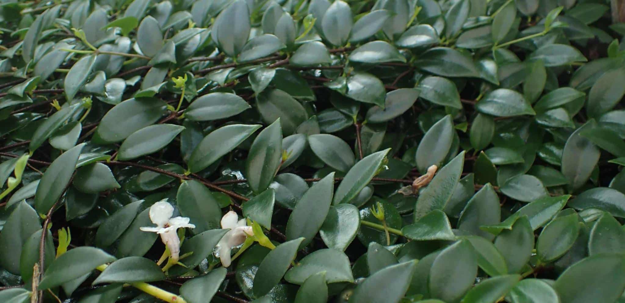 Gesneriaceae, Gesneriad floweing plants Codonanthe crassifolia 