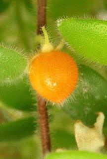 Young immature bright orange codonanthe berry