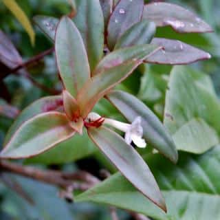 Red leaved codonanthe variety