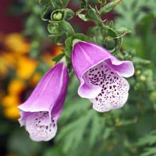 Foxglove, shown, is one of the easy biennials