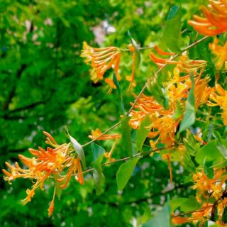 Orange-yellow honeysuckle, a fragrant climbing vine