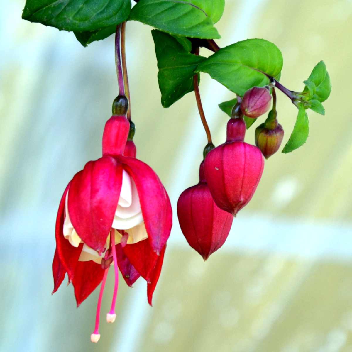 fushia